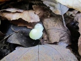 Mycena crocea image