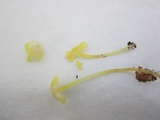 Mycena crocea image