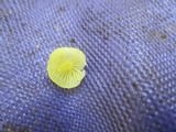 Mycena crocea image