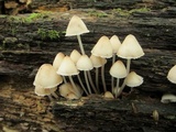 Mycena inclinata image