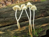 Mycena inclinata image