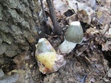 Phallus ravenelii image