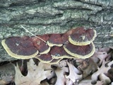 Phellinus gilvus image