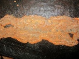 Phlebia radiata image