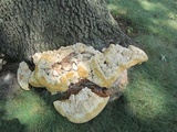 Inonotus dryadeus image