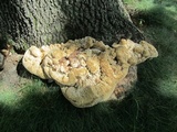 Inonotus dryadeus image
