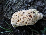 Inonotus dryadeus image
