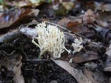 Ramariopsis kunzei image