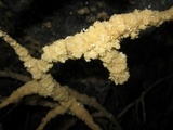 Scorias spongiosa image