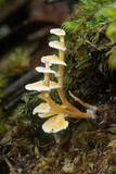 Podoserpula pusio var. pusio image