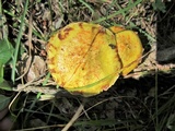 Suillus americanus image
