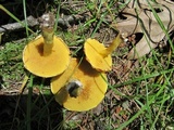 Suillus americanus image