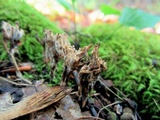 Thelephora palmata image