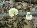 Poronidulus conchifer image