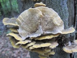 Trametes pubescens image