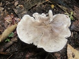 Tricholoma acris image