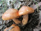 Tricholoma aurantium image