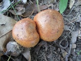 Tricholoma aurantium image