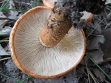 Tricholoma aurantium image