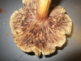 Tricholoma pessundatum image