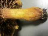 Tricholoma pessundatum image
