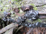 Bulgaria inquinans image