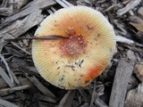 Amanita parcivolvata image