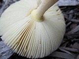 Amanita parcivolvata image