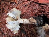 Echinoderma asperum image