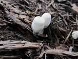 Leucocoprinus cepistipes image