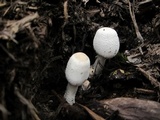 Leucocoprinus cepistipes image