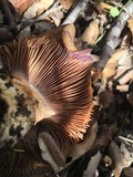 Cortinarius glaucopus image