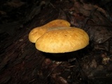 Tapinella atrotomentosa image