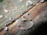 Resupinatus applicatus image