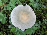 Russula crustosa image