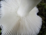 Russula crustosa image