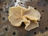 Peziza domiciliana image