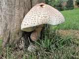Leucoagaricus americanus image