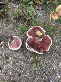 Agaricus subrufescens image