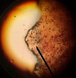 Gymnopilus luteofolius image