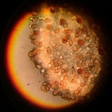 Gymnopilus luteofolius image