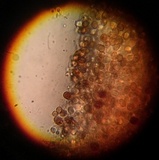 Gymnopilus luteofolius image