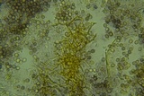 Dichostereum effuscatum image
