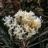 Ramariopsis kunzei image