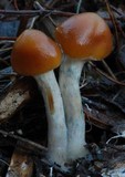 Psilocybe subaeruginosa image