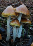 Psilocybe subaeruginosa image