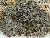 Lecanora argopholis image