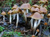 Psilocybe subaeruginosa image