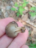 Helvella solitaria image