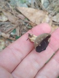 Helvella solitaria image